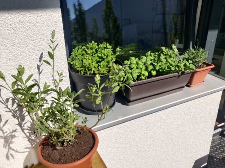 bylinky na balkóně